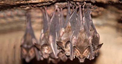 How to Attract Bats to Your Yard and Garden - gardenerspath.com