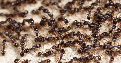 How to Control Ants in and Around Your Home | Gardener's Path - gardenerspath.com