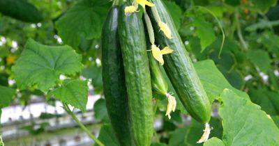 How to Plant and Grow Cucumbers - gardenerspath.com - India
