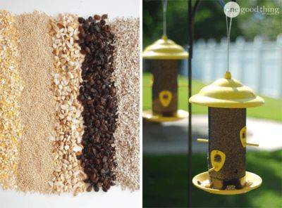How To Make Your Own Customized Bird Seed Blend! - onegoodthingbyjillee.com