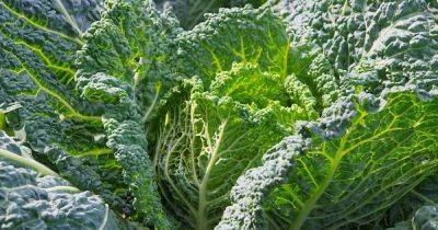 How to Grow Savoy Cabbage - gardenerspath.com - France - Italy - Switzerland -  Texas