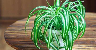 How to Grow and Care for Spider Plants - gardenerspath.com