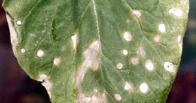 How to Control White Leaf Spots on Cole Crops | Gardener's Path - gardenerspath.com