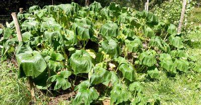 Why Is My Pumpkin Plant Wilting? Troubleshooting Tips - gardenerspath.com