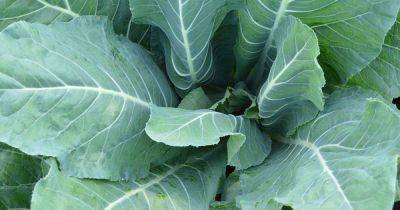 11 Reasons for Cauliflower Not Forming Heads - gardenerspath.com