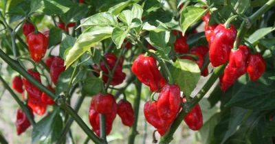 How to Plant and Grow Ghost Peppers | Gardener's Path - gardenerspath.com - India