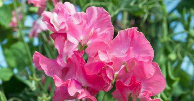 How and When to Harvest and Store Sweet Pea Seeds | Gardener's Path - gardenerspath.com