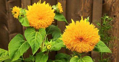 How to Grow Teddy Bear Sunflowers - gardenerspath.com