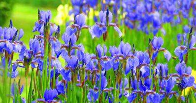 How to Plant and Grow Iris Flowers - gardenerspath.com