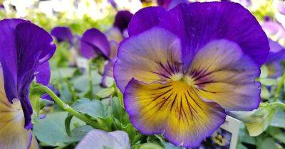 How to Grow Pansies and Violas for Multi-Season Color - gardenerspath.com - France