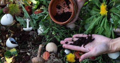 Tips for Composting and Gardening with Coffee Grounds - gardenerspath.com