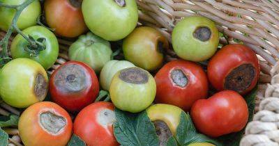 Identify and Prevent Blossom-End Rot in Tomato Plants - gardenerspath.com