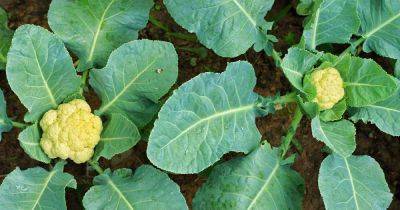How to Identify and Treat Common Cauliflower Diseases - gardenerspath.com