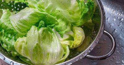 Tips for Growing Lettuce Indoors - gardenerspath.com