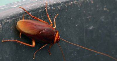 How to Rid Your Garden of Cockroaches - gardenerspath.com - Usa - city New York