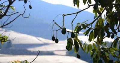 9 of the Best Cold-Hardy Avocado Trees | Gardener's Path - gardenerspath.com -  Oregon - India - Mexico - Guatemala