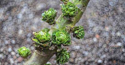 Troubleshooting Loose-Leafed Brussels Sprouts - gardenerspath.com