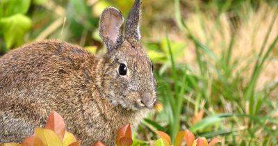 How to Keep Rabbits Out of the Garden | Gardener's Path - gardenerspath.com