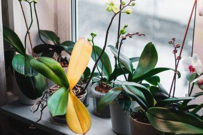 Orchid Leaves Turning Yellow: 9 Common Causes - familyfoodgarden.com