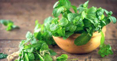 Tips for Growing Mint from Seed - gardenerspath.com