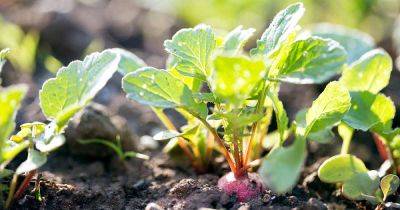 Can You Eat Radish Greens? | Gardener's Path - gardenerspath.com