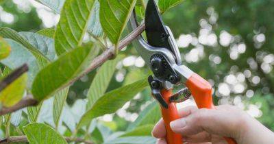 The Basics of Pruning Shrubs and Woody Plants | Gardener's Path - gardenerspath.com
