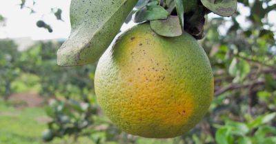How to Identify & Prevent Citrus Greening (HLB) - gardenerspath.com -  California -  Florida