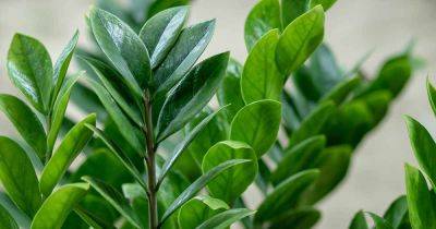 How to Grow and Care for ZZ Plants Indoors - gardenerspath.com - South Africa