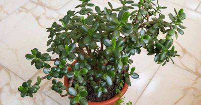 Reasons (and Fixes!) for Limp Leaves on Jade Plants - gardenerspath.com - South Africa