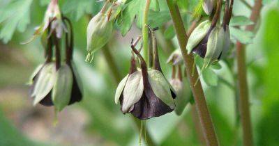 Cultivating the Chocolate Soldier: How to Grow Green Columbine Flowers - gardenerspath.com - Italy