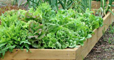 How to Plant and Grow Leaf Lettuce - gardenerspath.com