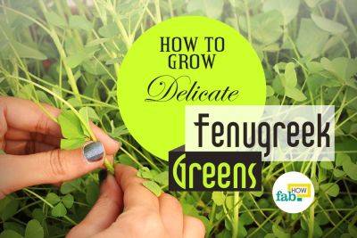 How to Grow Fenugreek in Your Kitchen Garden - fabhow.com - France - India - Egypt - Argentina
