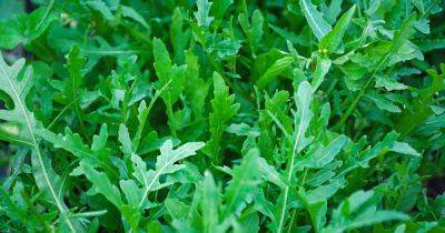 How to Grow Arugula in Your Veggie Patch | Gardener's Path - gardenerspath.com - Usa - Britain - India - Egypt - Turkey - Italy