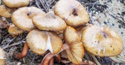 Prevent and Control Armillaria Root Rot on Apricot Trees | Gardener's Path - gardenerspath.com -  Oregon