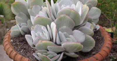 How to Grow and Care for Crassula Succulents - gardenerspath.com - South Africa