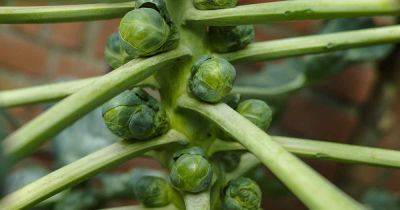 How to Grow Brussels Sprouts - gardenerspath.com - Netherlands - Belgium - city Rome