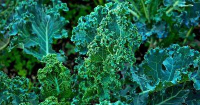 Can You Eat Kale That Has Turned Yellow? - gardenerspath.com - China - Russia