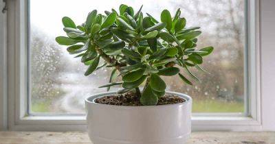 How to Grow and Care for Jade Plants Indoors - gardenerspath.com - South Africa