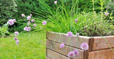 How to Grow Chives in Containers - gardenerspath.com - Usa