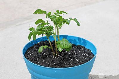 How to Grow Potatoes in a Container - onegoodthingbyjillee.com