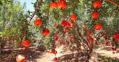 How to Grow Pomegranates from Seed - gardenerspath.com