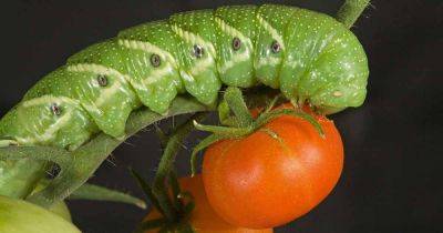 How to Identify and Control Tomato Hornworms - gardenerspath.com - Canada - Mexico