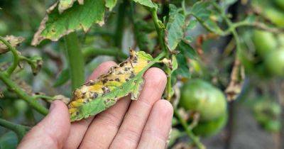 Identify and Treat Septoria Leaf Spot on Tomatoes - gardenerspath.com
