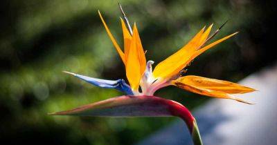How to Identify and Control Bird of Paradise Pests - gardenerspath.com
