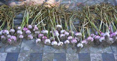 How to Cure and Store Garlic After Harvesting - gardenerspath.com