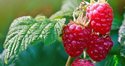How to Grow Your Own Raspberries - gardenerspath.com