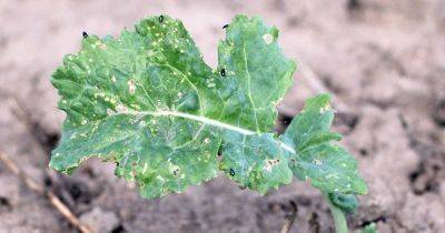 How to Naturally Kill Insects on Kale - gardenerspath.com