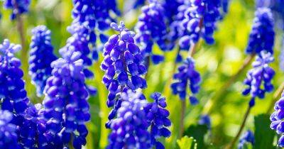 9 of the Best Grape Hyacinth Varieties for the Garden - gardenerspath.com