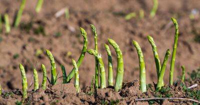 How to Identify and Control Asparagus Diseases - gardenerspath.com