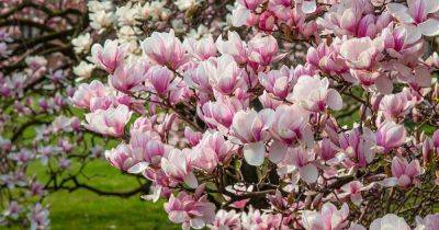 How to Grow and Care for Magnolias - gardenerspath.com